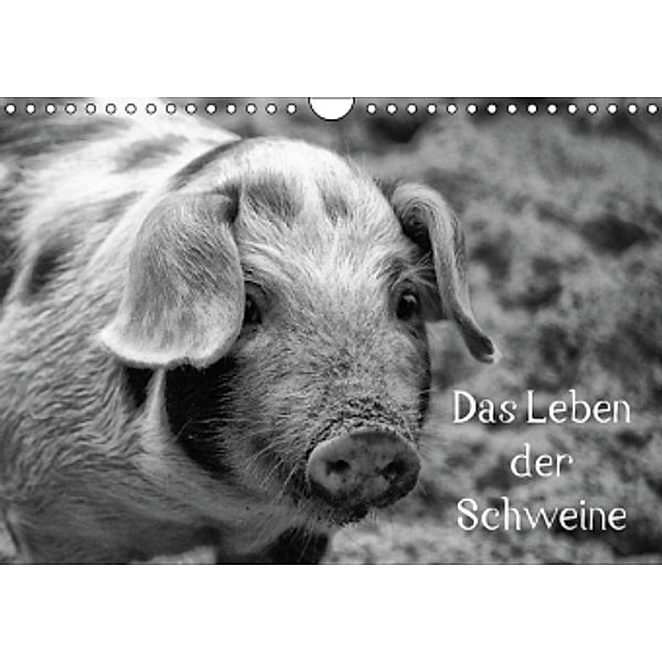 Das Leben der Schweine (Wandkalender 2014 DIN A4 quer), kattobello
