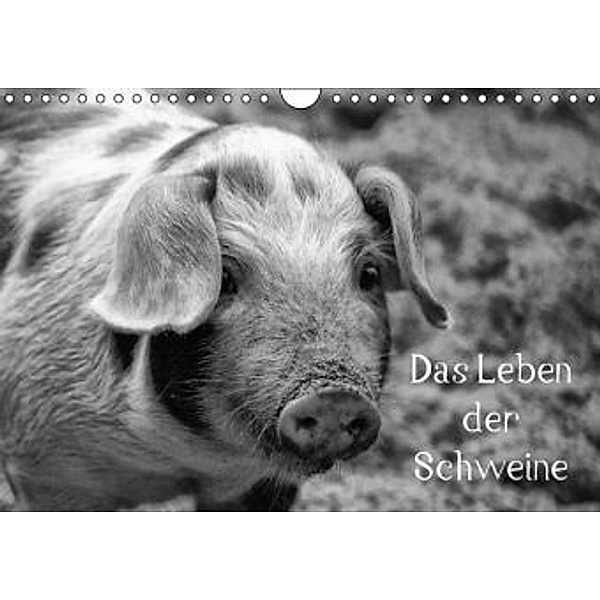 Das Leben der Schweine (Wandkalender 2015 DIN A4 quer), kattobello