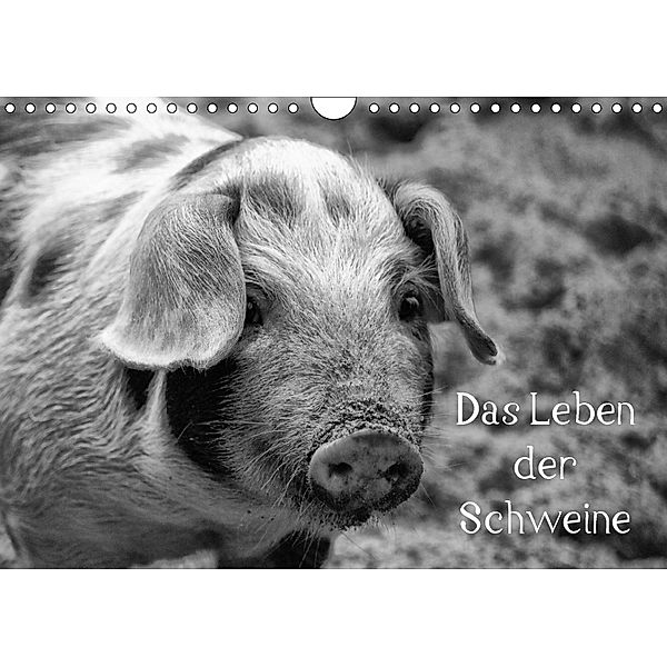 Das Leben der Schweine (Wandkalender 2018 DIN A4 quer), Kattobello