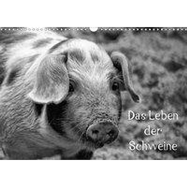 Das Leben der Schweine (Wandkalender 2020 DIN A3 quer)