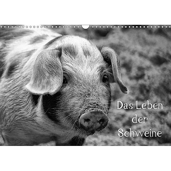 Das Leben der Schweine (Wandkalender 2021 DIN A3 quer), Kattobello