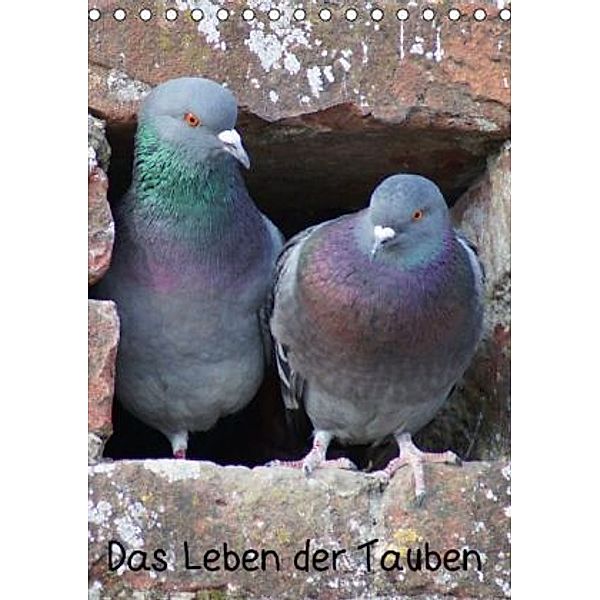 Das Leben der Tauben (Tischkalender 2015 DIN A5 hoch), kattobello