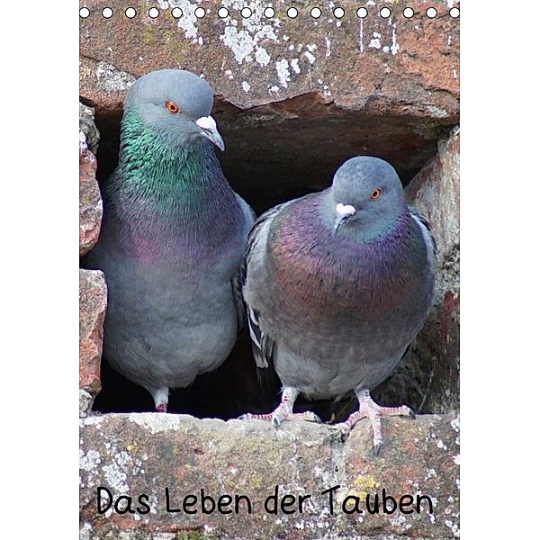 Das Leben der Tauben (Tischkalender 2017 DIN A5 hoch), kattobello, k.A. kattobello