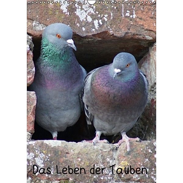 Das Leben der Tauben (Wandkalender 2014 DIN A3 hoch), kattobello