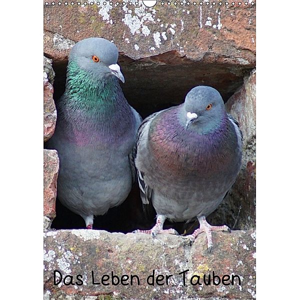 Das Leben der Tauben (Wandkalender 2018 DIN A3 hoch), Kattobello