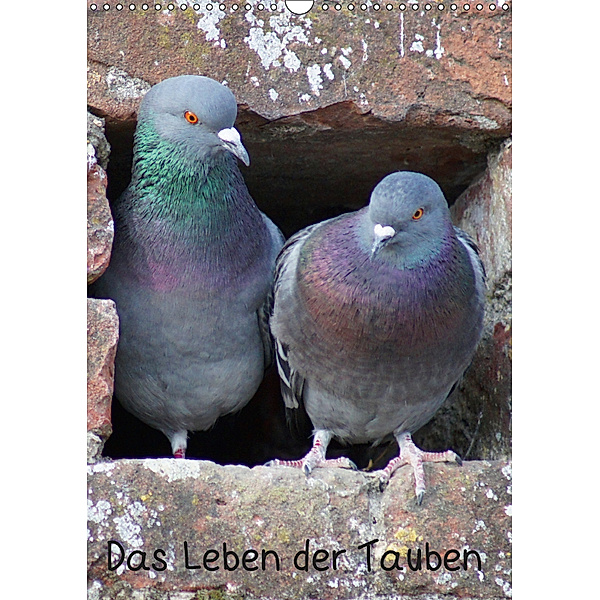 Das Leben der Tauben (Wandkalender 2019 DIN A3 hoch), kattobello