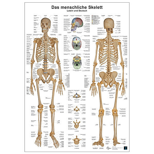 Das menschliche Skelett, Andreas Busse, Christoph Oberdieck