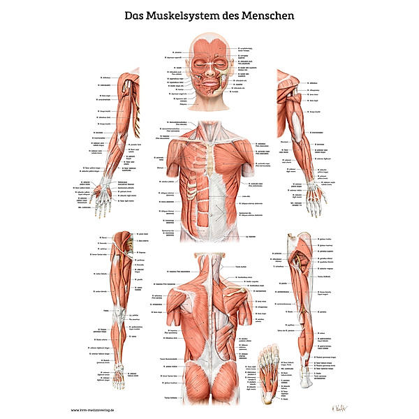 Das Muskelsystem des Menschen