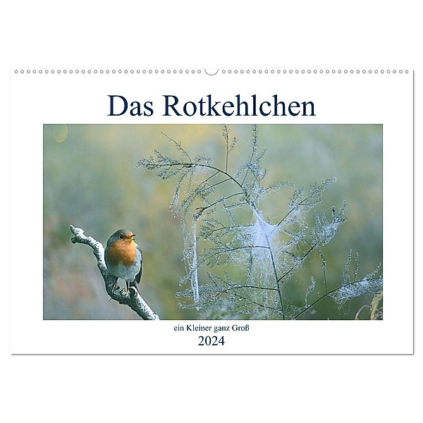 Das Rotkehlchen, ein Kleiner ganz Groß (Wandkalender 2024 DIN A2 quer), CALVENDO Monatskalender, Rufotos