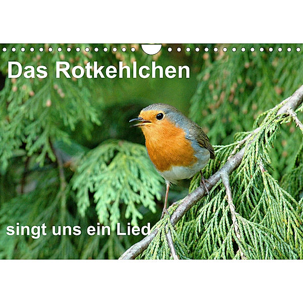 Das Rotkehlchen singt uns ein Lied (Wandkalender 2023 DIN A4 quer), Rufotos