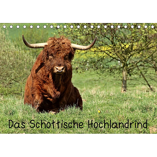 Das Schottische Hochlandrind (Tischkalender 2019 DIN A5 quer), Christine Schmutzler-Schaub