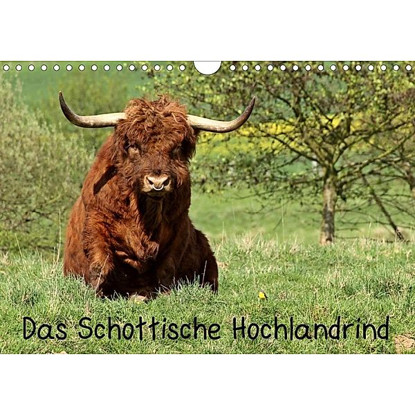 Das Schottische Hochlandrind (Wandkalender 2020 DIN A4 quer), Christine Schmutzler-Schaub