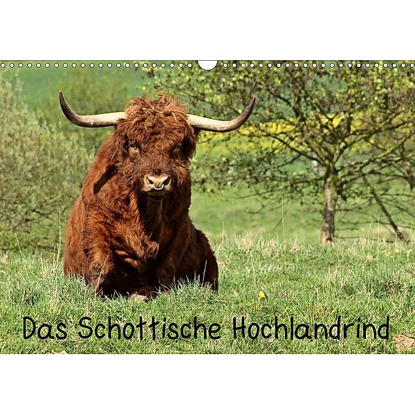 Das Schottische Hochlandrind (Wandkalender 2021 DIN A3 quer), Christine Schmutzler-Schaub