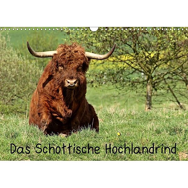 Das Schottische Hochlandrind (Wandkalender 2023 DIN A3 quer), Christine Schmutzler-Schaub