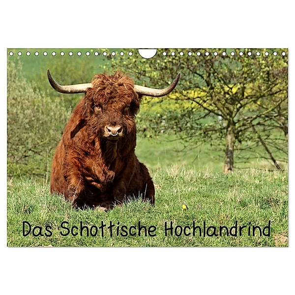 Das Schottische Hochlandrind (Wandkalender 2024 DIN A4 quer), CALVENDO Monatskalender, Christine Schmutzler-Schaub