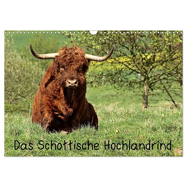 Das Schottische Hochlandrind (Wandkalender 2024 DIN A3 quer), CALVENDO Monatskalender, Christine Schmutzler-Schaub