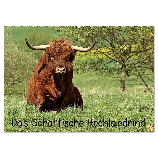 Das Schottische Hochlandrind (Wandkalender 2024 DIN A2 quer), CALVENDO Monatskalender, Christine Schmutzler-Schaub