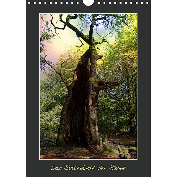 Das Seelenlicht der Bäume (Wandkalender 2019 DIN A4 hoch), Katharina Hubner