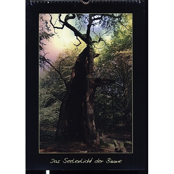 Das Seelenlicht der Bäume (Wandkalender 2024 DIN A3 hoch), CALVENDO Monatskalender, Katharina Hubner