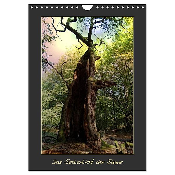 Das Seelenlicht der Bäume (Wandkalender 2024 DIN A4 hoch), CALVENDO Monatskalender, Katharina Hubner