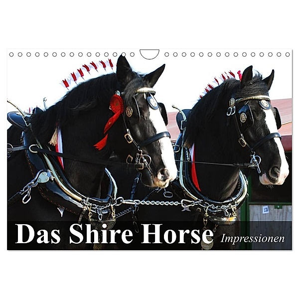 Das Shire Horse. Impressionen (Wandkalender 2024 DIN A4 quer), CALVENDO Monatskalender, Elisabeth Stanzer
