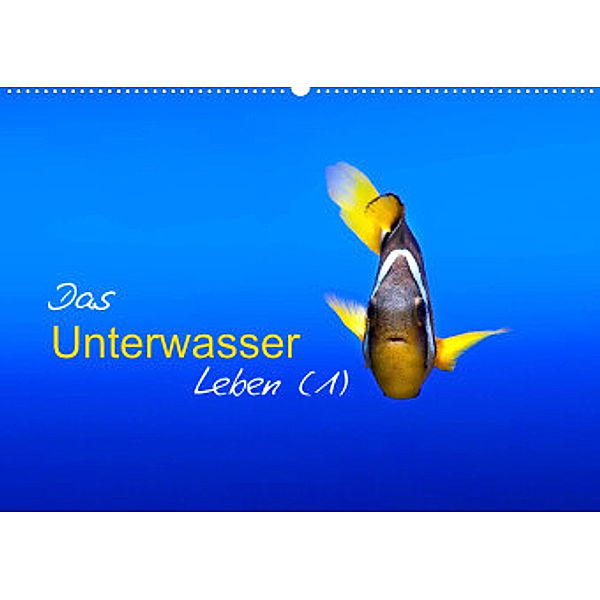 Das Unterwasser Leben (1) (Wandkalender 2022 DIN A2 quer), Marcel Mende