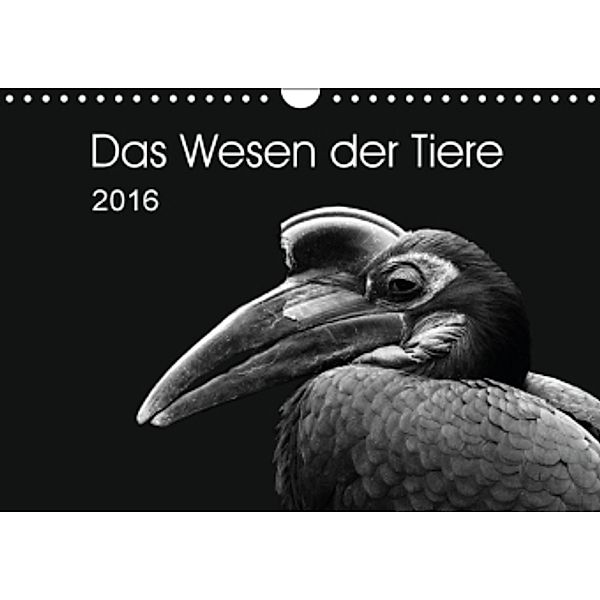 Das Wesen der Tiere (Wandkalender 2016 DIN A4 quer), Ursula Kunz