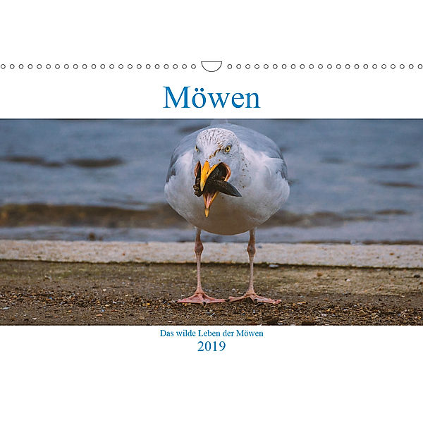 Das wilde Leben der Möwen (Wandkalender 2019 DIN A3 quer), Arne Wünsche