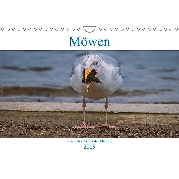Das wilde Leben der Möwen (Wandkalender 2019 DIN A4 quer), Arne Wünsche