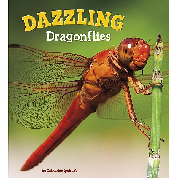 Dazzling Dragonflies, Catherine Ipcizade