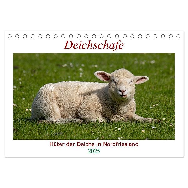 Deichschafe - Hüter der Deiche in Nordfriesland (Tischkalender 2025 DIN A5 quer), CALVENDO Monatskalender, Calvendo, Manuela Falke