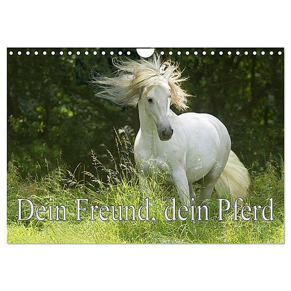 Dein Freund, dein Pferd (Wandkalender 2024 DIN A4 quer), CALVENDO Monatskalender, Erika Müller