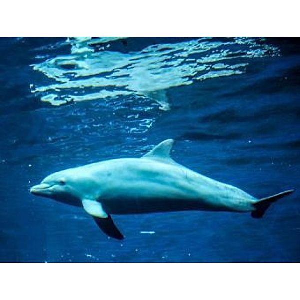 Delfin - 2.000 Teile (Puzzle)