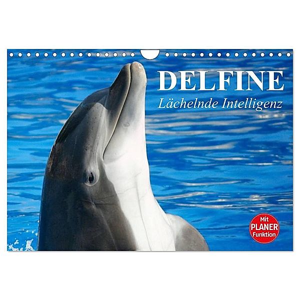 Delfine - Lächelnde Intelligenz (Wandkalender 2025 DIN A4 quer), CALVENDO Monatskalender, Calvendo, Elisabeth Stanzer