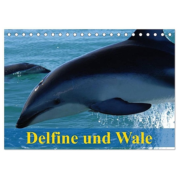 Delfine und Wale (Tischkalender 2024 DIN A5 quer), CALVENDO Monatskalender, Elisabeth Stanzer