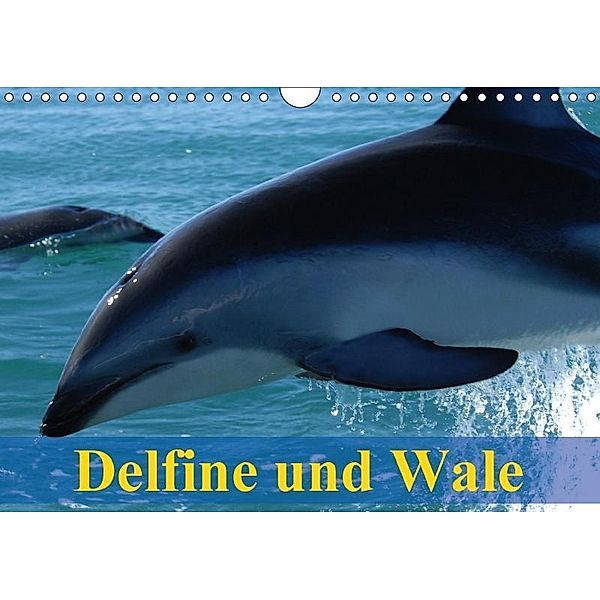 Delfine und Wale (Wandkalender 2017 DIN A4 quer), Elisabeth Stanzer