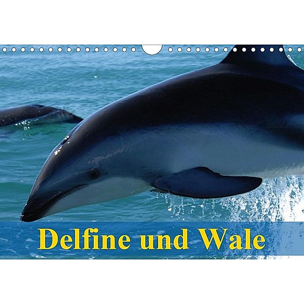 Delfine und Wale (Wandkalender 2021 DIN A4 quer), Elisabeth Stanzer