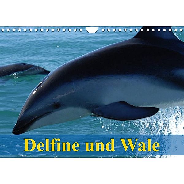 Delfine und Wale (Wandkalender 2023 DIN A4 quer), Elisabeth Stanzer