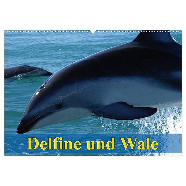 Delfine und Wale (Wandkalender 2024 DIN A2 quer), CALVENDO Monatskalender, Elisabeth Stanzer