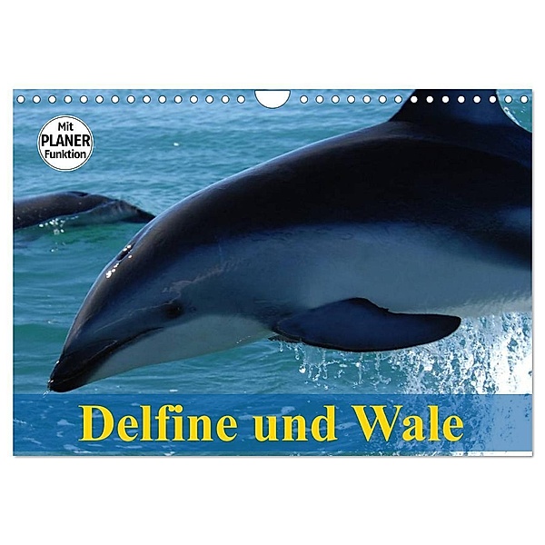 Delfine und Wale (Wandkalender 2024 DIN A4 quer), CALVENDO Monatskalender, Elisabeth Stanzer