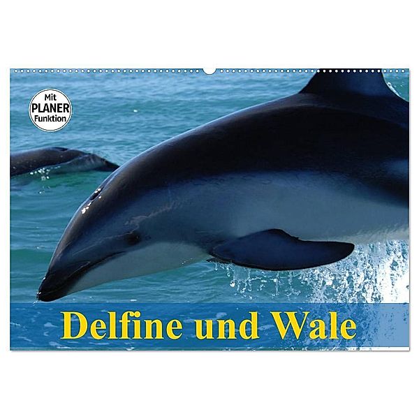 Delfine und Wale (Wandkalender 2025 DIN A2 quer), CALVENDO Monatskalender, Calvendo, Elisabeth Stanzer