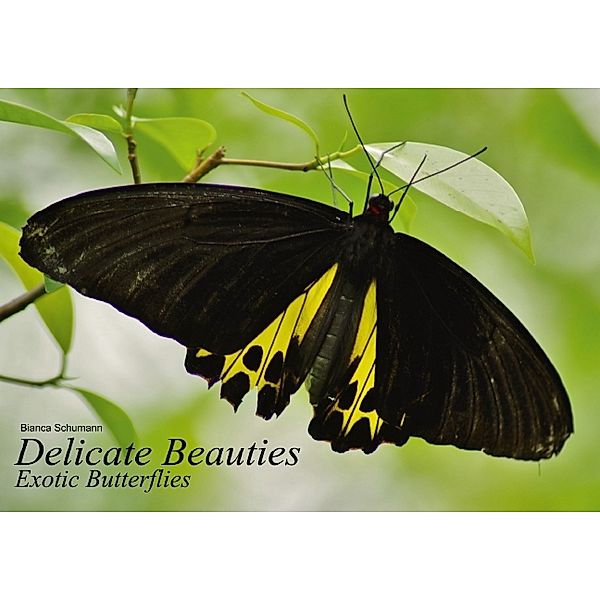 Delicate Beauties Exotic Butterflies (Poster Book DIN A2 Landscape), Bianca Schumann