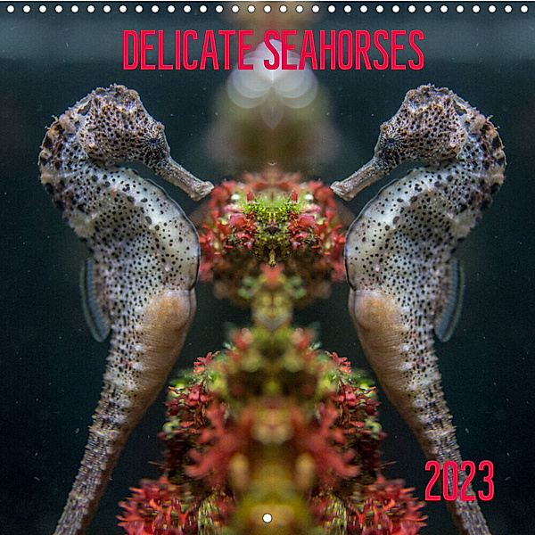 Delicate seahorses (Wall Calendar 2023 300 × 300 mm Square), Hans Jörg Leth