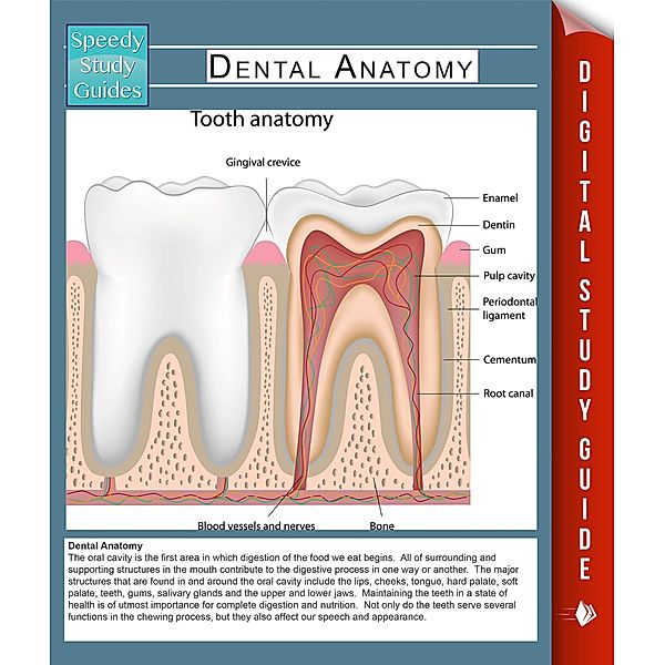 Dental Anatomy (Speedy Study Guides) / Dot EDU, Speedy Publishing