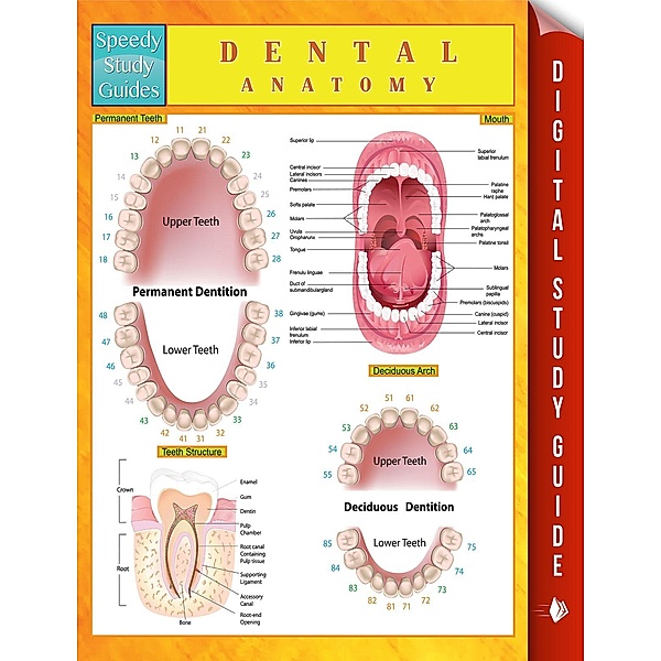Dental Anatomy Speedy Study Guides / Dot EDU, Speedy Publishing