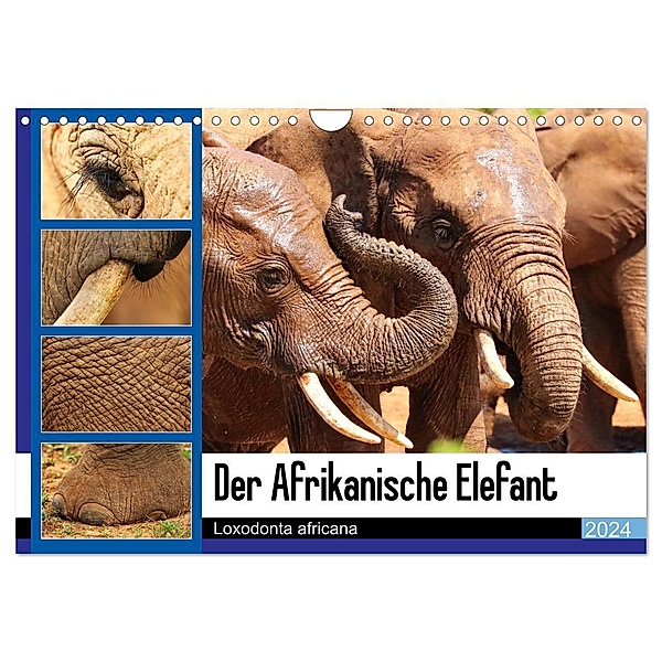 Der Afrikanische Elefant - Loxodonta africana (Wandkalender 2024 DIN A4 quer), CALVENDO Monatskalender, Barbara Fraatz