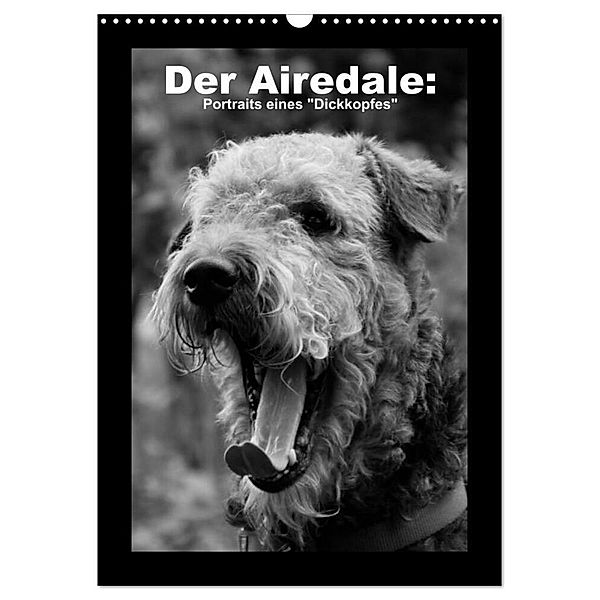 Der Airedale: Portraits eines Dickkopfes (Wandkalender 2024 DIN A3 hoch), CALVENDO Monatskalender, Gaby Rottmann
