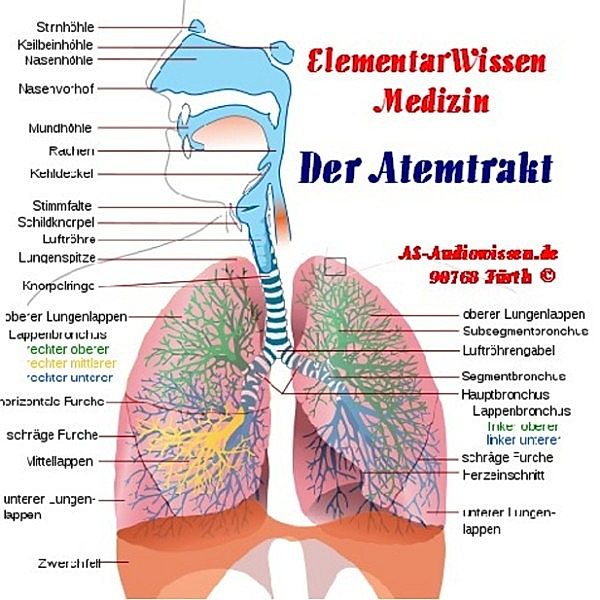 Der Atemtrakt, Lexikal-Wissen