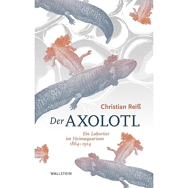Der Axolotl, Christian Reiß