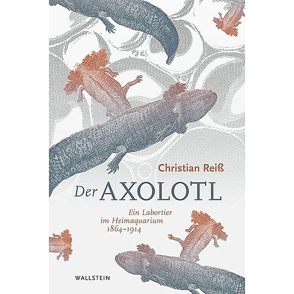 Der Axolotl, Christian Reiß